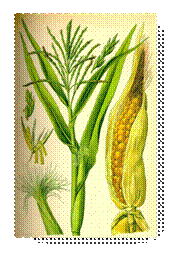 Mais o Granoturco - Zea mays L.