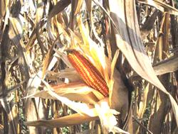 Mais o Granoturco - Zea mays L.
